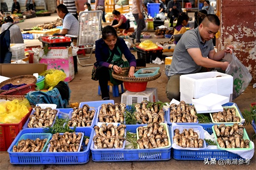 云南松茸一公斤2万6暴跌至200元，吃货们纷纷“剁手”抢菌