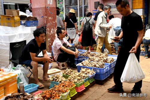 云南松茸一公斤2万6暴跌至200元，吃货们纷纷“剁手”抢菌