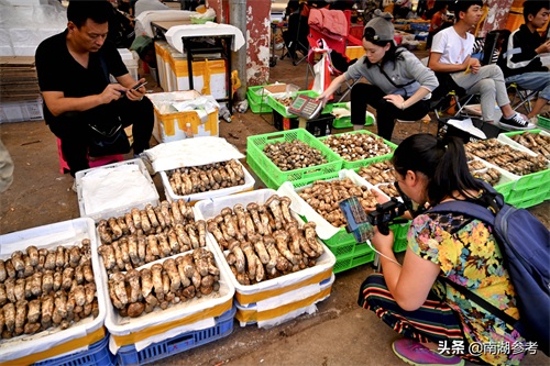 云南松茸一公斤2万6暴跌至200元，吃货们纷纷“剁手”抢菌