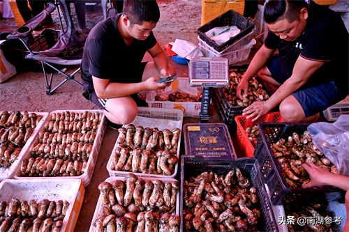 云南松茸一公斤2万6暴跌至200元，吃货们纷纷“剁手”抢菌