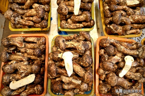 云南松茸一公斤2万6暴跌至200元，吃货们纷纷“剁手”抢菌