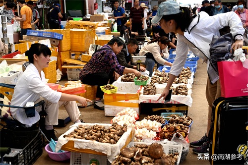 云南松茸一公斤2万6暴跌至200元，吃货们纷纷“剁手”抢菌