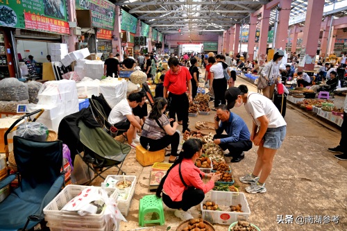 云南松茸一公斤2万6暴跌至200元，吃货们纷纷“剁手”抢菌