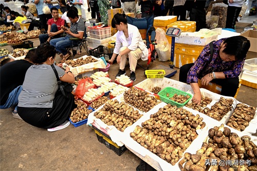 云南松茸一公斤2万6暴跌至200元，吃货们纷纷“剁手”抢菌