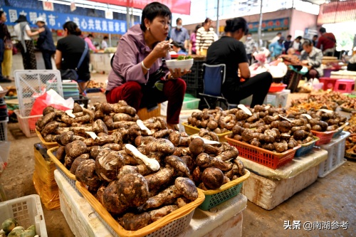 云南松茸一公斤2万6暴跌至200元，吃货们纷纷“剁手”抢菌